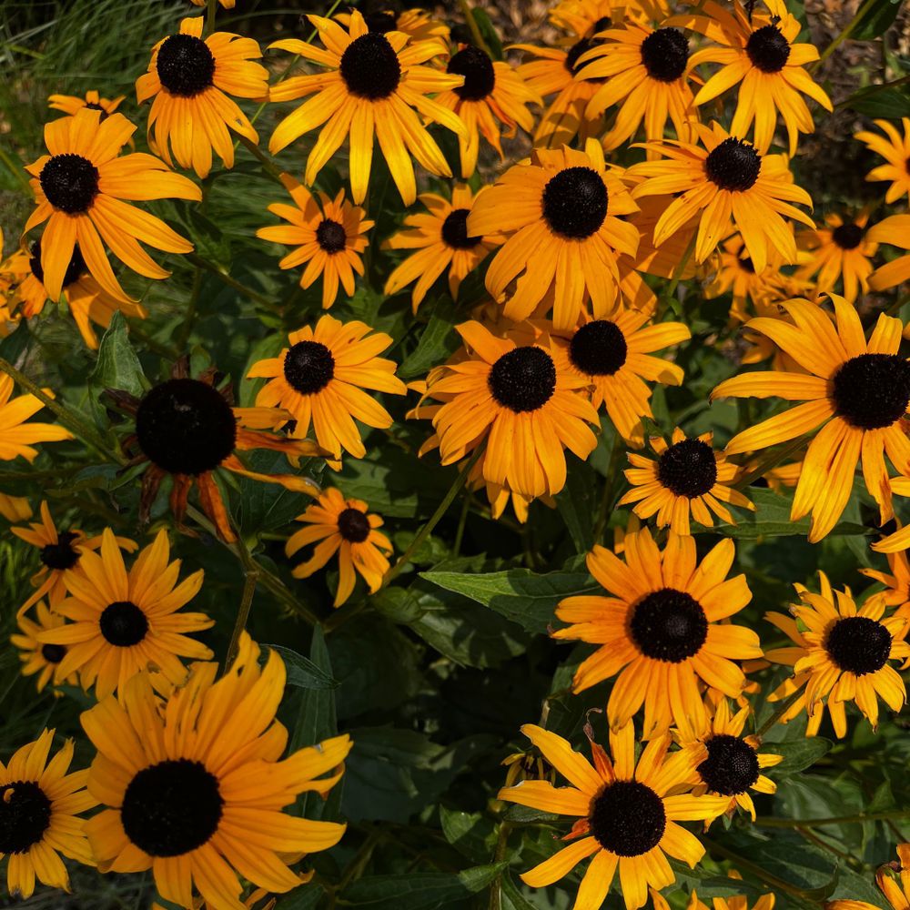 Yellow coneflowers