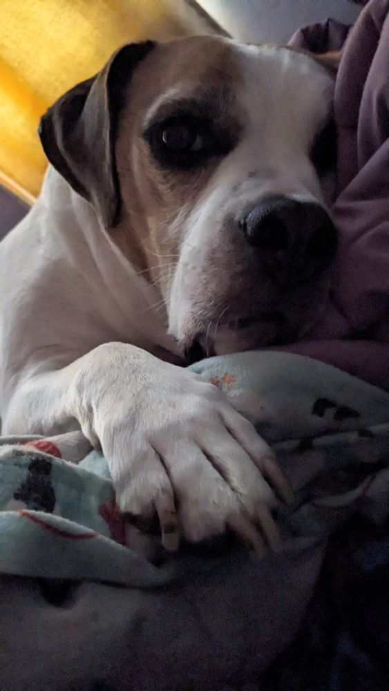 Close up photo from viewers POV of a beabull dog in a bed. His paw is reaching towards the viewer 