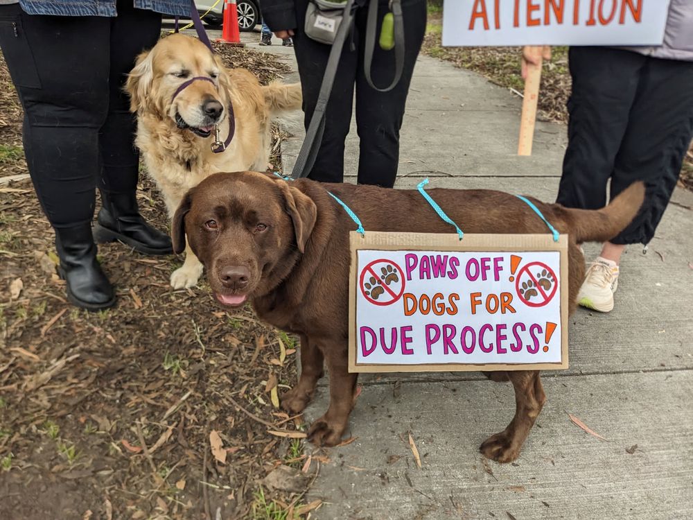 A golden retriever and a chocolate lab at the HandsOff protest. The chocolate lab wears a sign that says “Paws Off! Dogs For Due Process!”