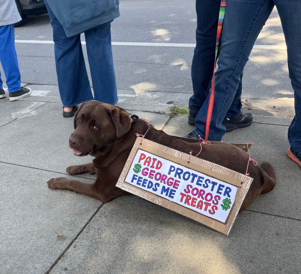 A cute Chocolate Lab lounges on the sidewalk wearing a “Paid Protester, George Soros Feeds Me Treats” sign.