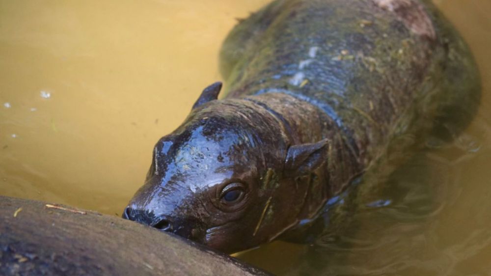 "We have Moo Deng at home": Where to see baby pygmy hippos in the U.S.