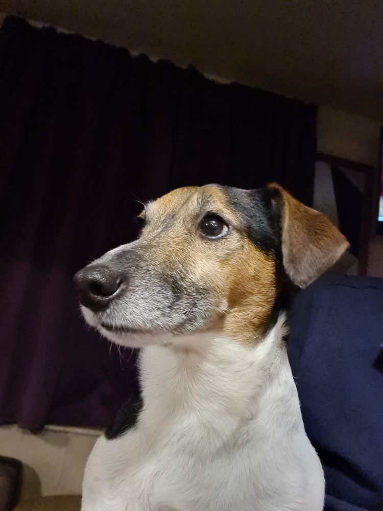 Jack Russell dog