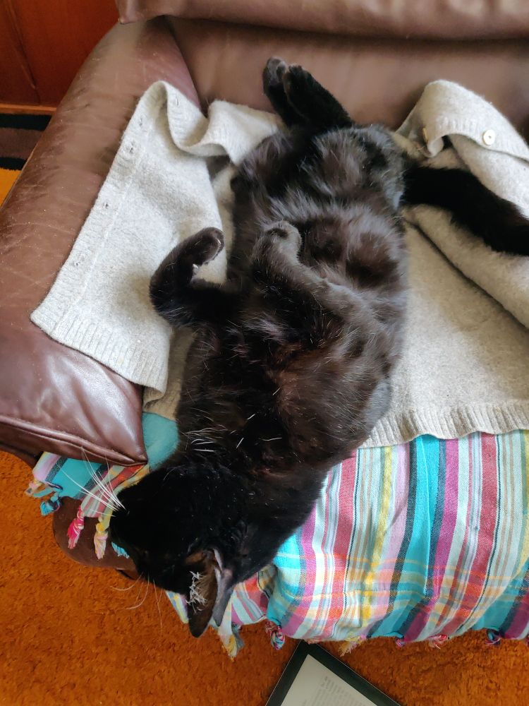 A black cat shamelessly showing her soft belly