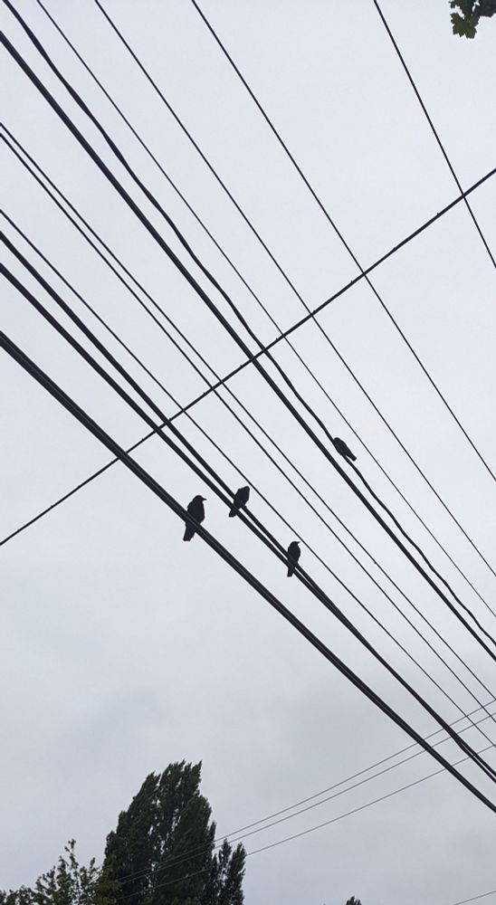 The same bird family in Fremont, Seattle, WA. Four crows on power lines with a cloudy sky behind them.