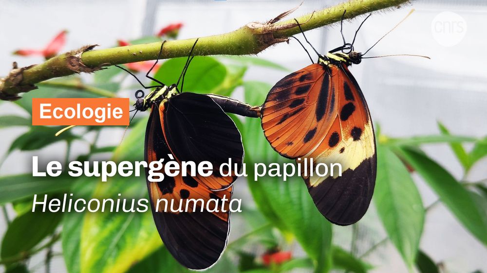 Crédit photo et vidéo : © Drop of Curiosity 
Accès à la vidéo https://youtu.be/HpW7_MYAQwY 