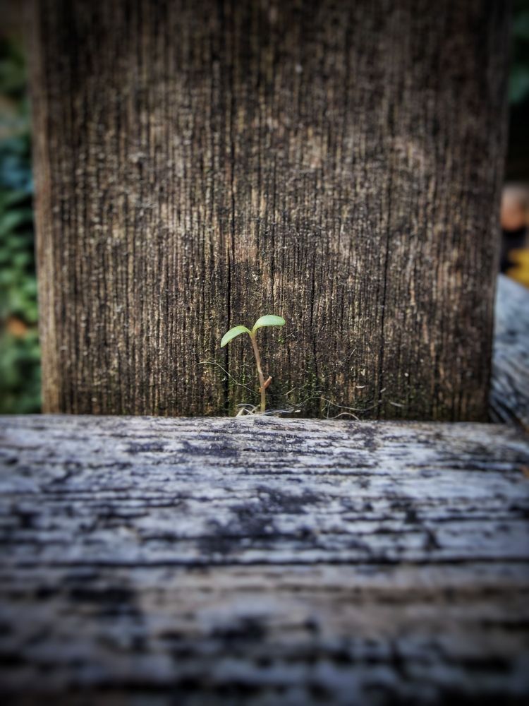 Une petite pousse dans l'interstice d'une rambarde en bois
