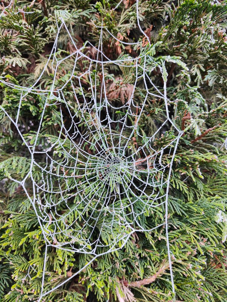 Une toile d'araignée couverte de givre