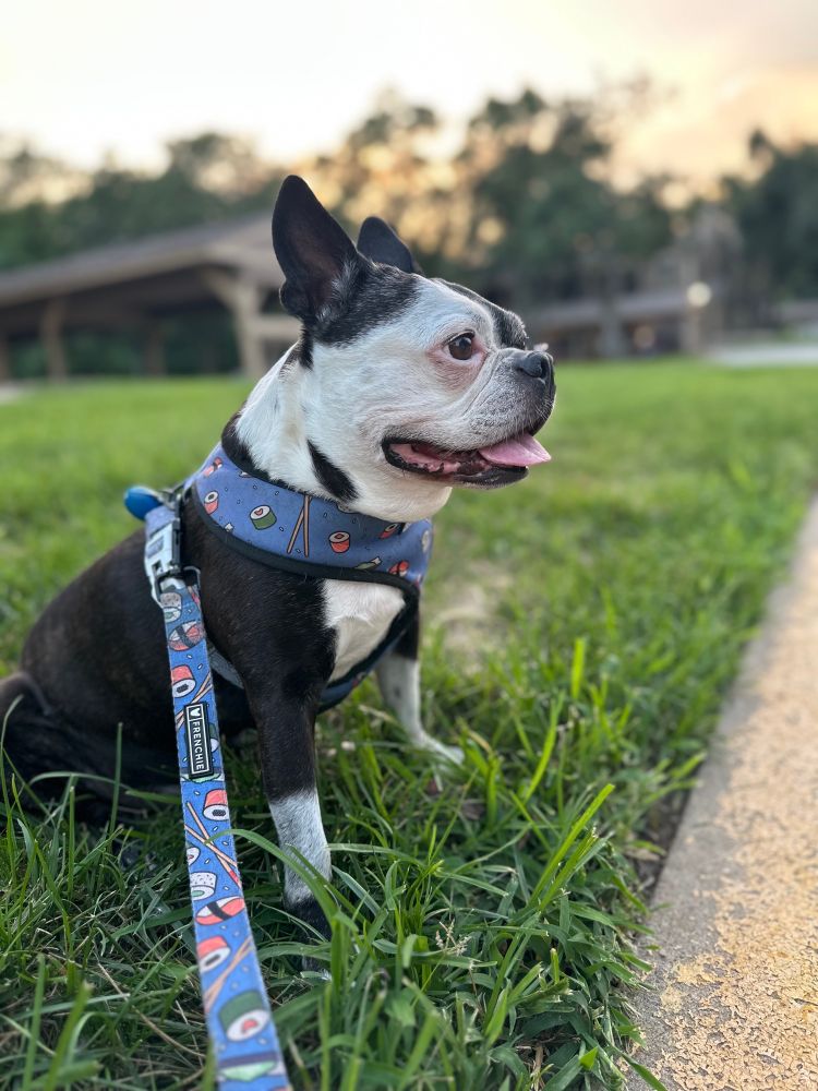 A smiling Boston Terrier sitting curbside during golden hour 