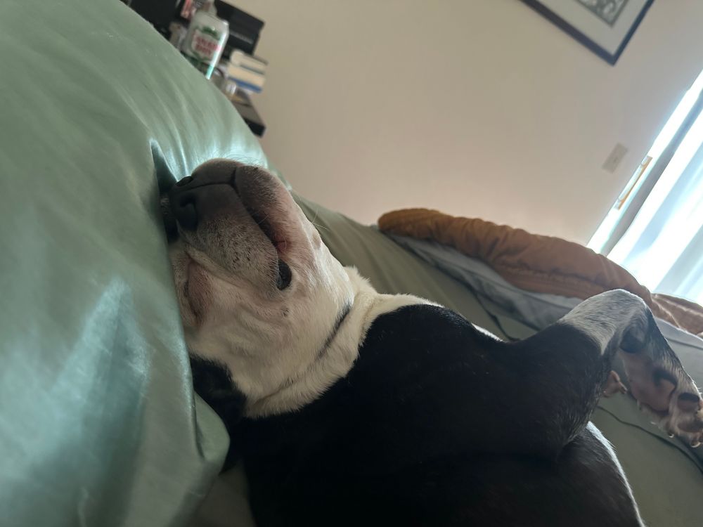 A sleepy, smiling Boston terrier lounging in a bed