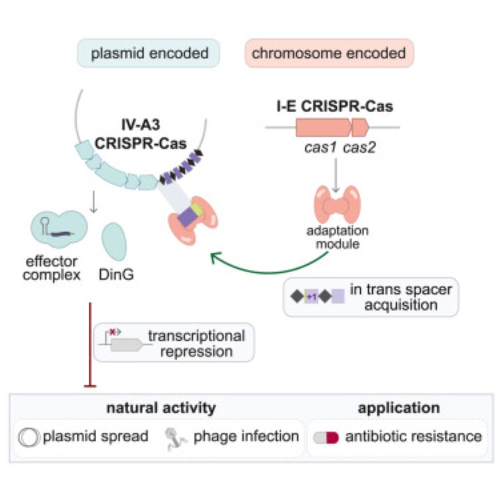 Type IV-A3 CRISPR-Cas systems drive inter-plasmid conflicts by acquiring spacers in trans