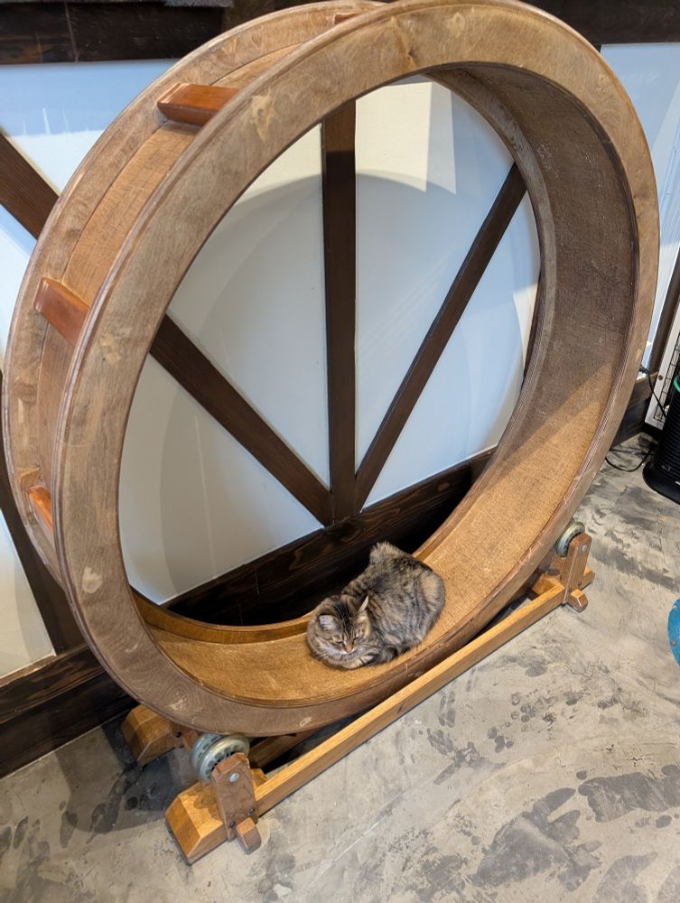 Tabby cat chilling out in an exercise wheel.