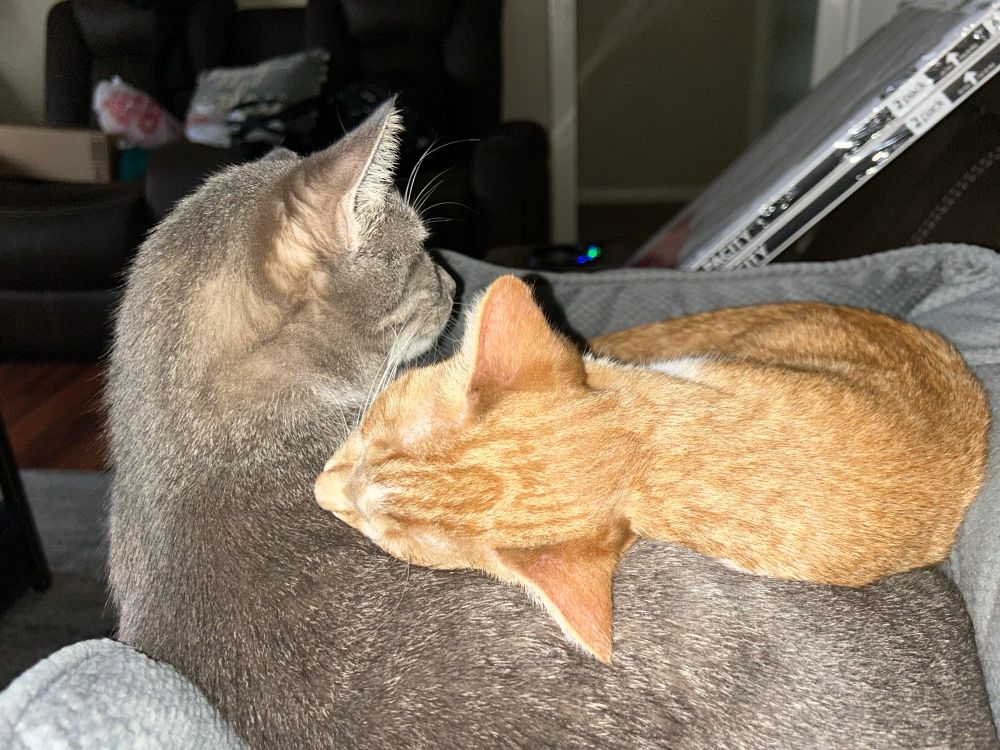 Teddy, gray male and Toni, orange female cuddle as they nap 
