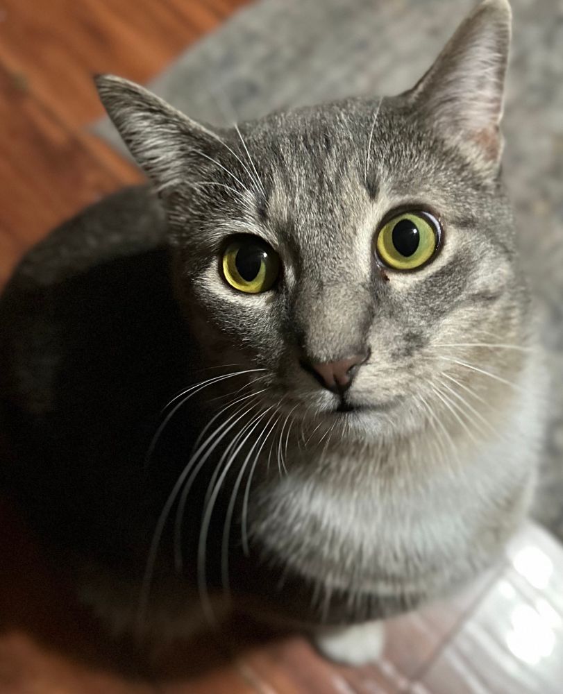 Teddy, gray male looks intensely at the camera with his big green eyes 