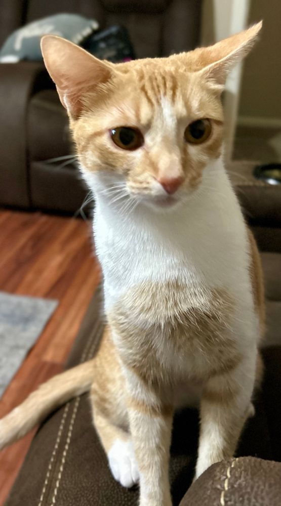Toni, orange female smirks , she’s also not ready for Monday 