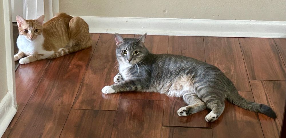 Teddy, gray male and Toni, orange female relax in the floor after a long day of being kitties 