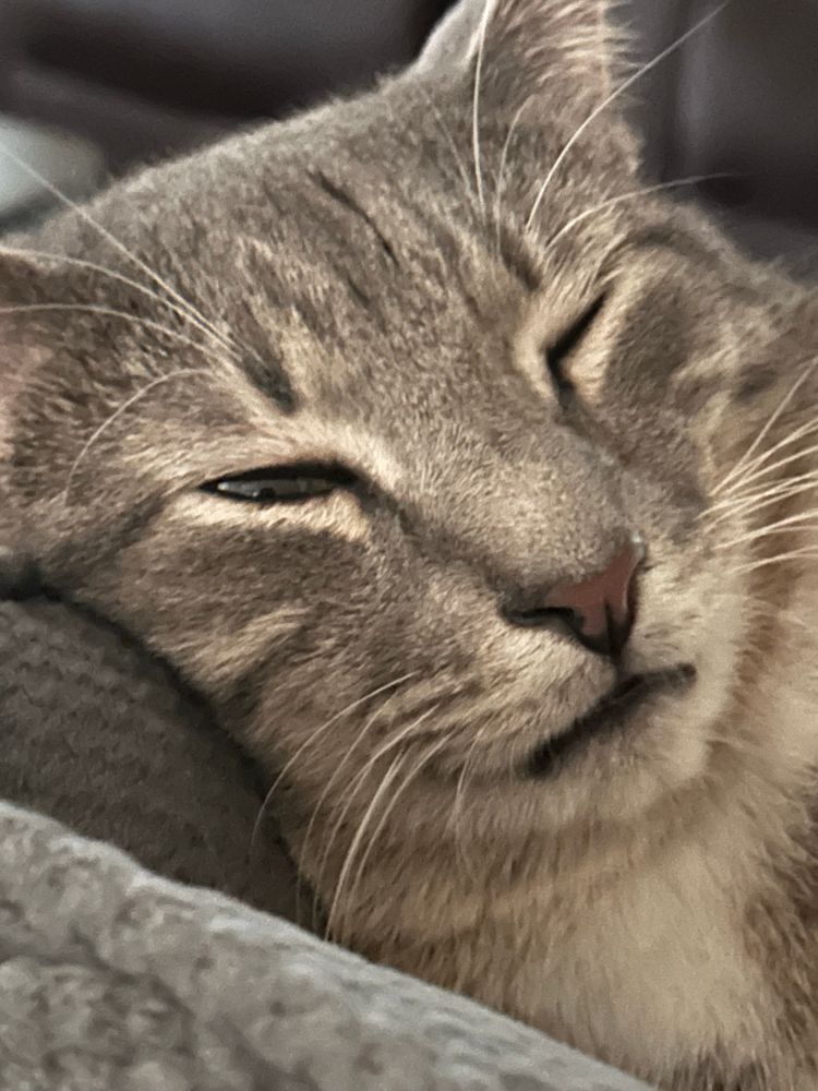 Teddy, gray male with one eye slightly open as he dose not want to get up on Monday 