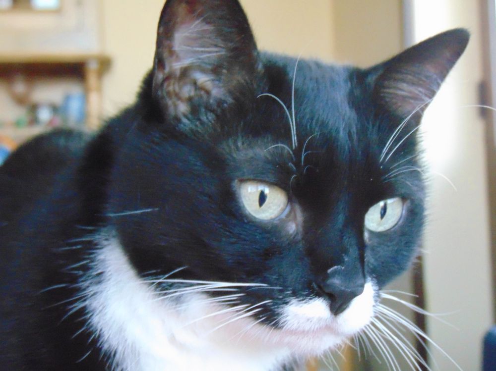 Tuxedo kitty with bright green eyes judging from an upstairs window