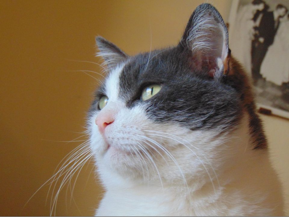 Close-up of a great and white kitty with green eyes and beautiful long whiskers looking out a window