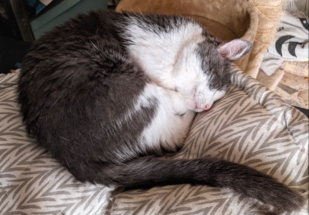 gray and white kitty curled up in a tight ball, asleep, with a smile