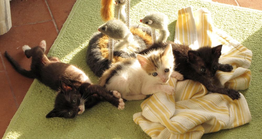 a tuxedo kitten stretched out in a sunbeam next to her brothers; a white kitten with ginger-striped-ears and a jet black kitty. All 2 and a half weeks old, cozied up on a light green mat with a yellow and white striped kitchen towel and a fuzzy, springy cat toy that has three mice.