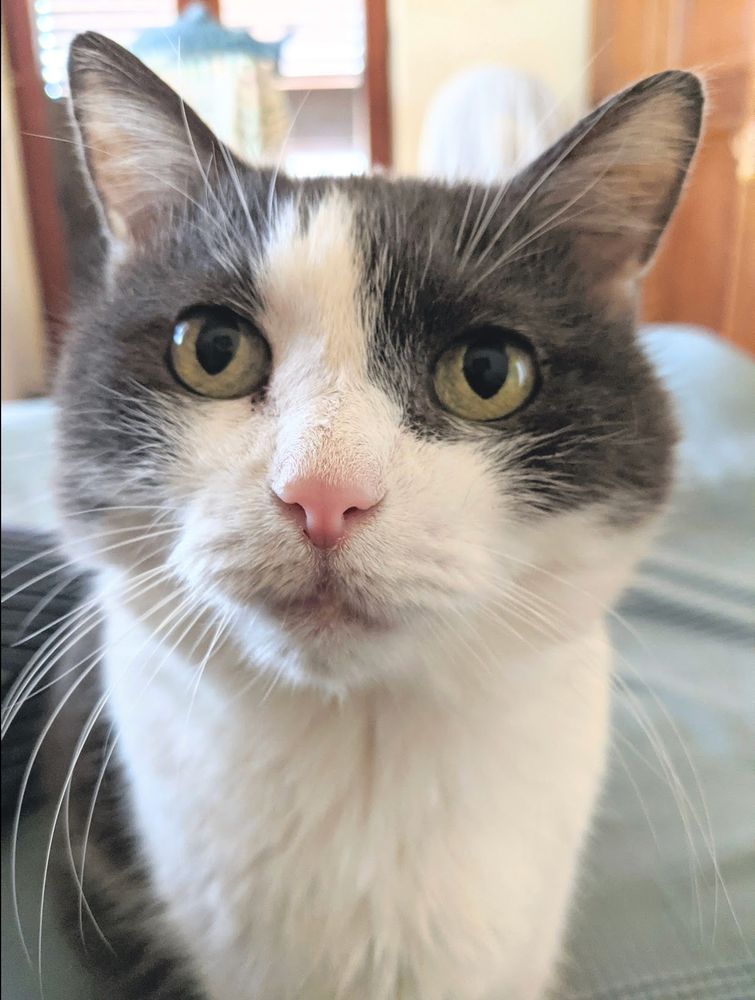 close-up of a gray and white kitty looking at the photographer with pursed lips