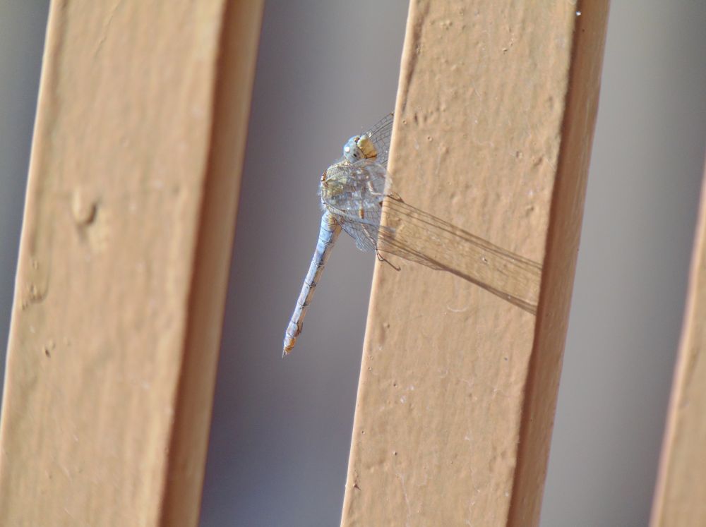 pale blue dragonfly in profile resting on the vertical balcony railings