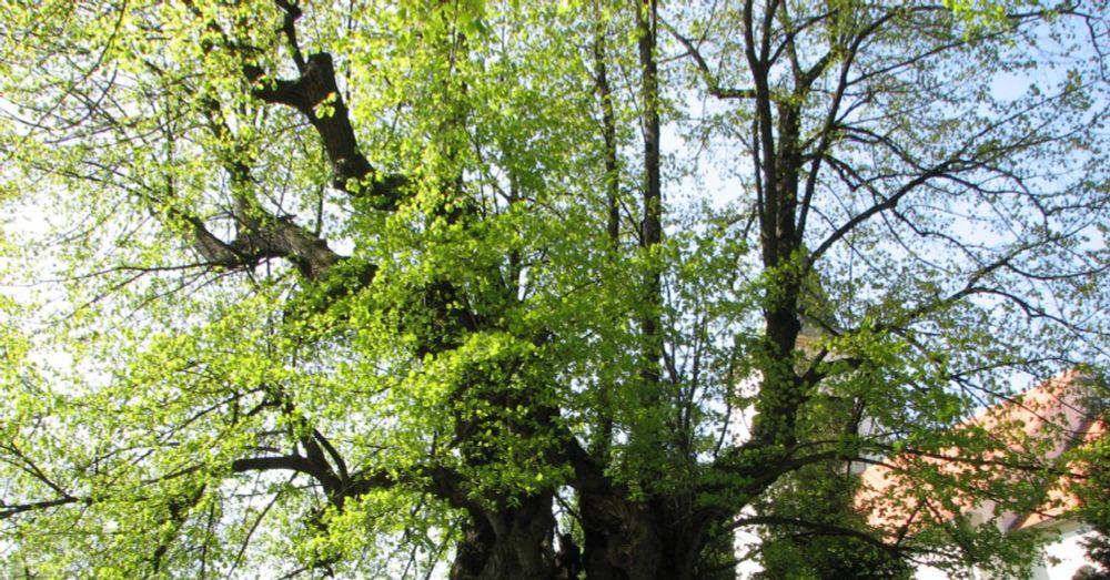 Uit een Duits onderzoek naar Methusalem-bomen blijkt dat er ongeveer 400 jonge bomen nodig zijn om de milieudiensten van een oude boom te vervangen.