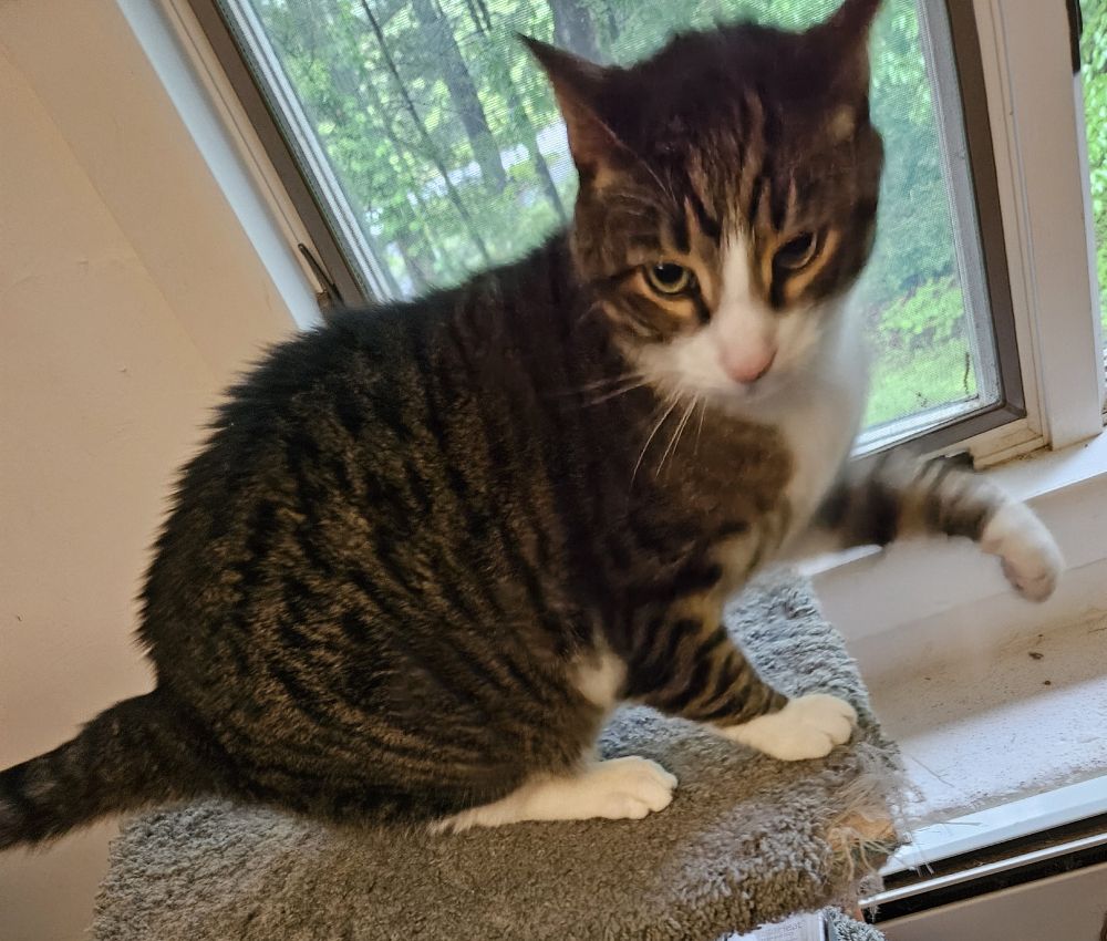 Purrcy the tuxedo tabby is on his cat perch, fur on his back raised, pupils dialated, one paw raised as though about to thwap the person holding the camera. He is not joking!
