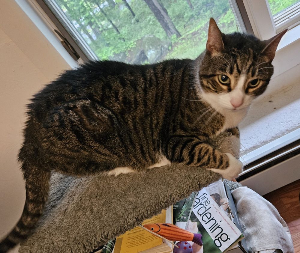 Purrcy the tuxedo tabby crouches on his cat perch, scratching at the corner as he glares at the camera. The fur on his back is standing up, his pupils are dialated, he is NOT happy with the human