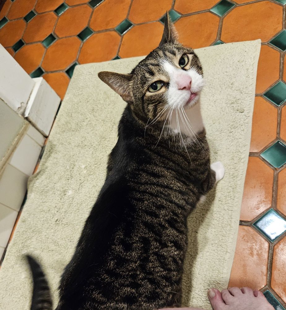 Purrcy the tuxedo tabby stands on a light green bathmat on a terracotta tile floor with glossy green accents, looking back up over his shoulder with an adorably demanding face. His tail is a thwapping blur. A white person's naked foot is barely visible behind him, as though they're sitting down in the bathroom for some reason.