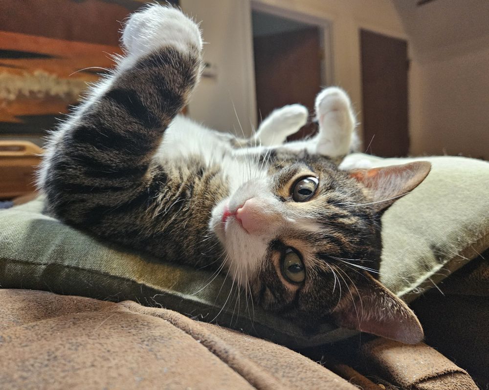 Purrcy the tuxedo tabby, lying on his back with his paws in the air, turns his head to look over his shoulder and behind him. He looks vaguely embarrassed.