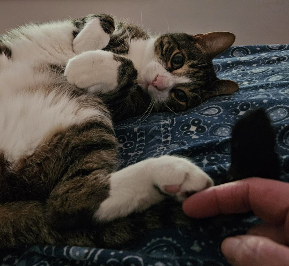 Purrcy the tuxedo tabby wriggles on the bed to gaze lovingly at the camera human. His pupils are blown wide, his paws are in bunny position on his white fluffy tummy, one back paw is stretch forward toward the camera where a human hand reaches to touch a toe with a single finger.