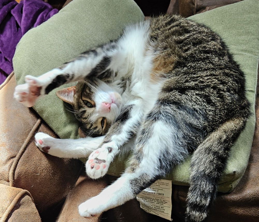 Purrcy the tuxedo tabby stretches from a curled-up position on a greenish cushion, exhibiting his white paws, pink toes, and very pink nose, as well as fluffy belly. He looks very cute and happy.