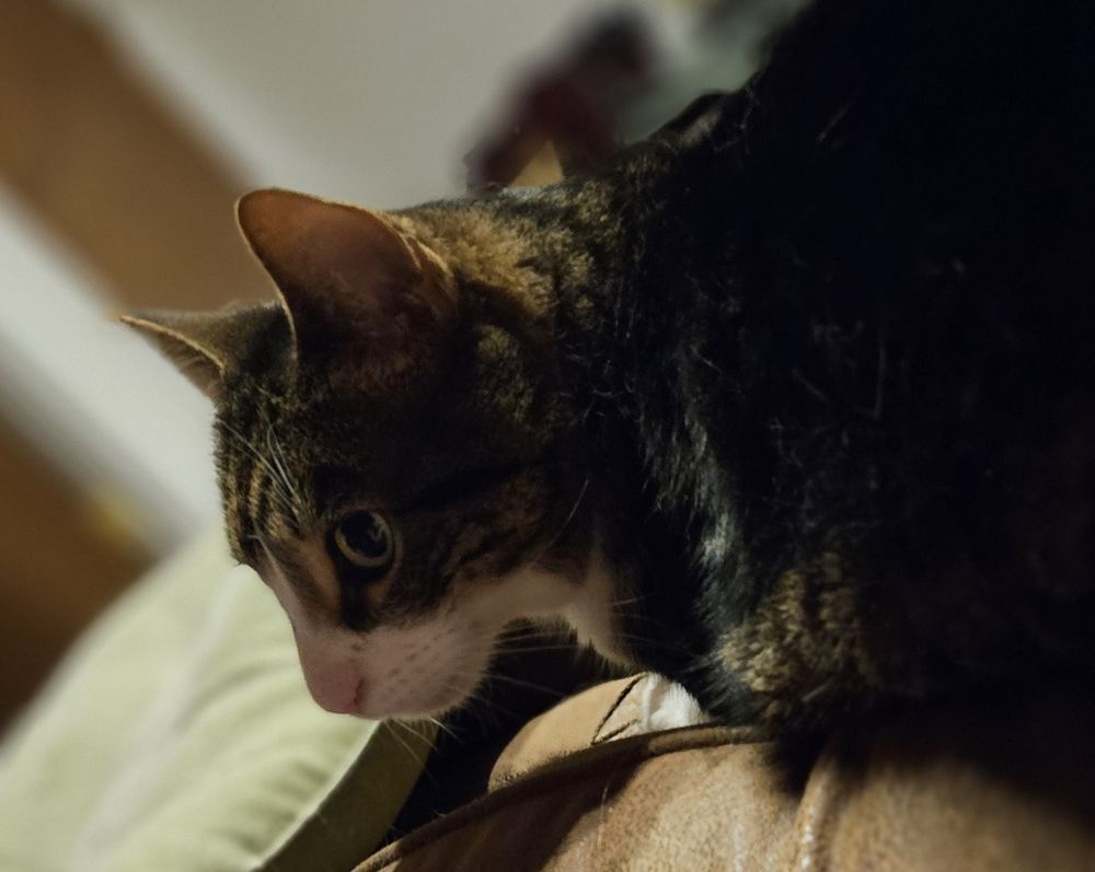 Portrait of Purrcy the tuxedo tabby gazing soulfully off to the left, as he sits on top of a brown sofa with a green pillow in the background. His pupils are quite dark, his whiskers very faint.