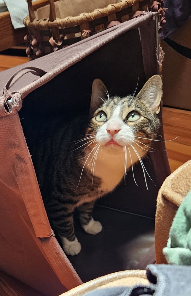 Purrcy the tuxedo tabby stands in a brown cloth laundry bin lying on its side. He peers out and up at the sunlight coming from the skylight above, his whiskers looking long but rather doubtful.