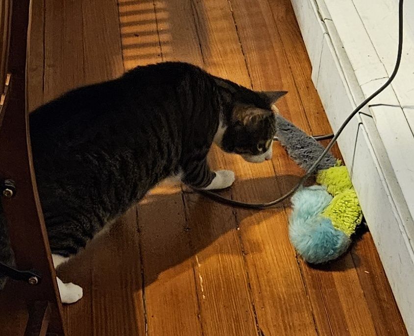 Purrcy the tuxedo tabby looks warily at a fuzzy blue, yellow and gray 'snake' toy where it lies next to the baseboard, wondering for the first time if it might be a real snake