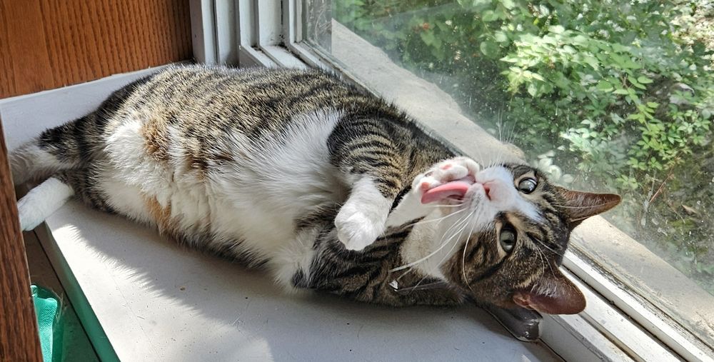 Purrcy the tuxedo tabby lies on his side on a broad, sunny windowsill. He's licking his front paw with maximum tongue while side-eyeing the photographer.
