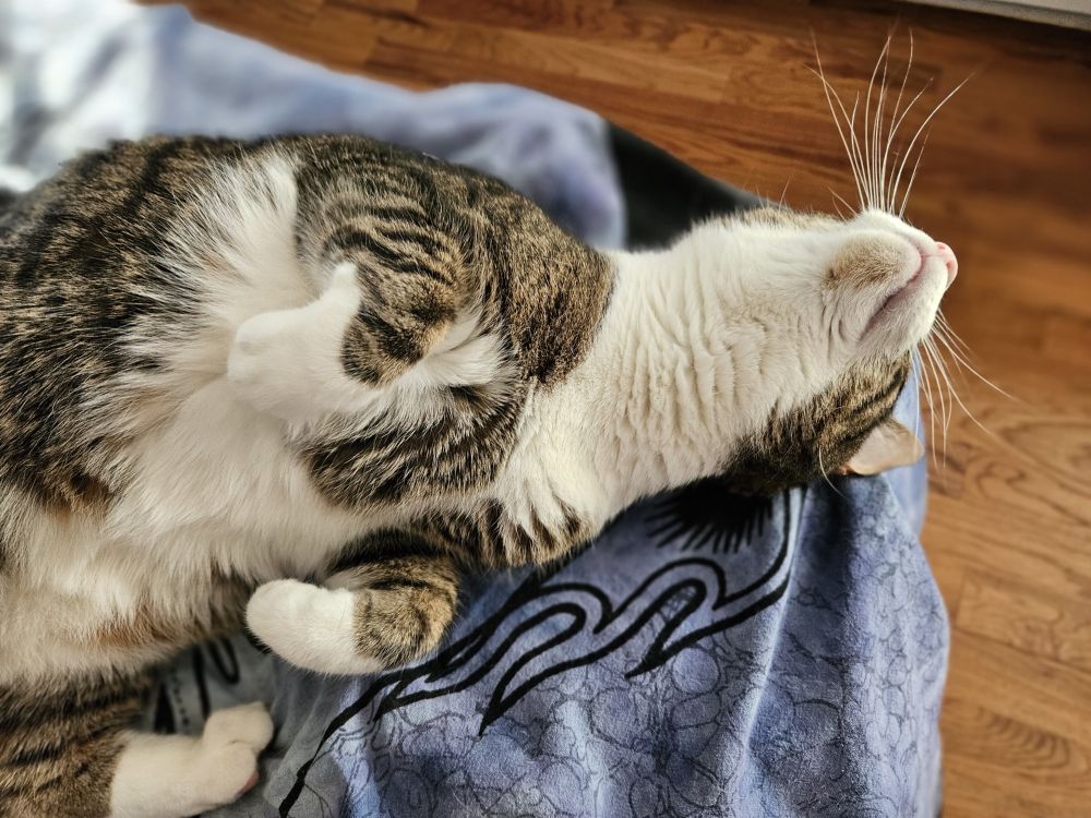 Purrcy the tuxedo tabby lies on his back and stretches his neck out as he looks away toward the window, presenting a long long throat and chin area for possible scritching. His whiskers are looking pretty magnificent too