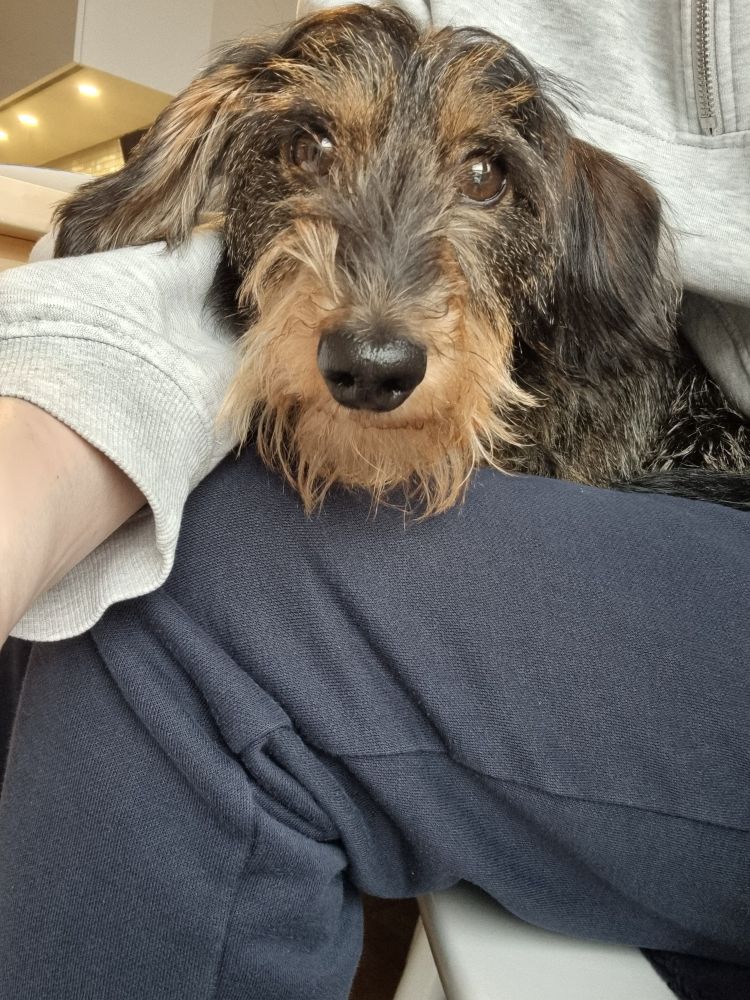 Lurvig, strävhårig tax som ligger i knät på en människa och ser in i kameran.