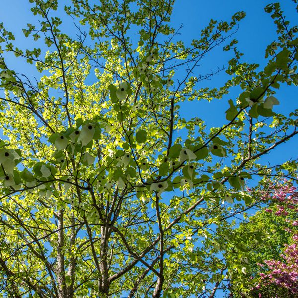 Ein junger Baum in vollem Trieb vor blauem Himmel.