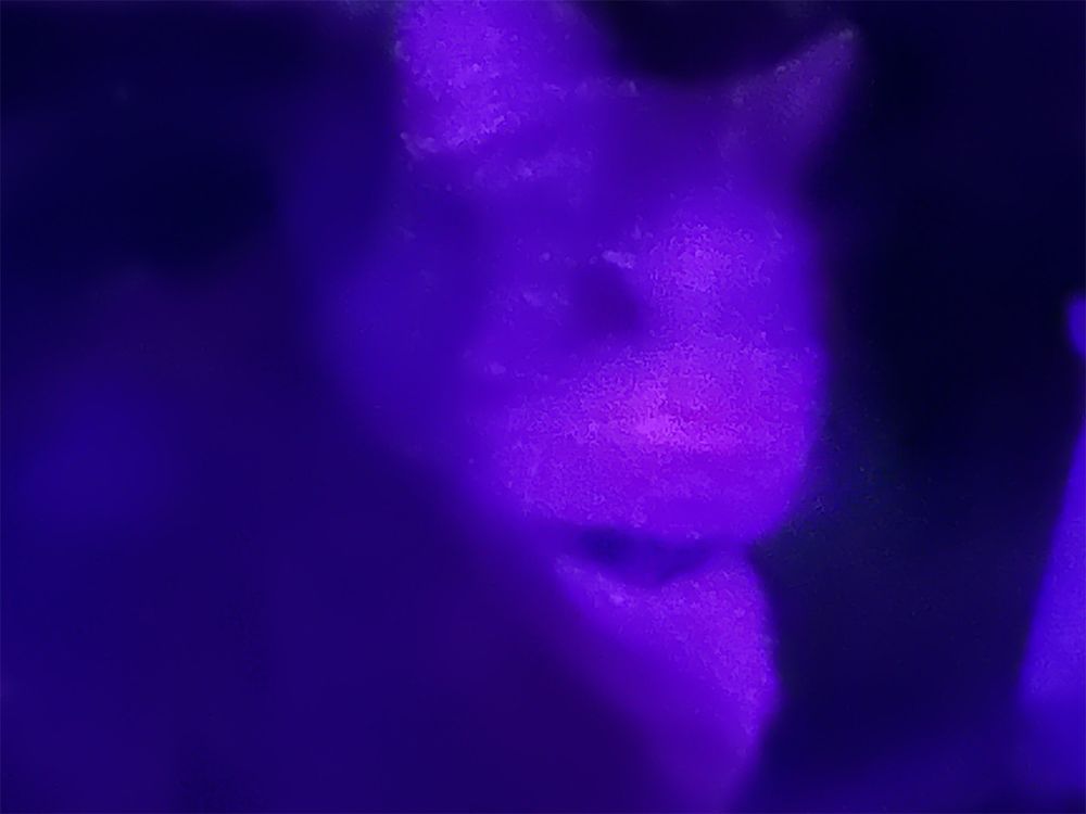 Distorted low-light image of a cat looking through a boat window at night