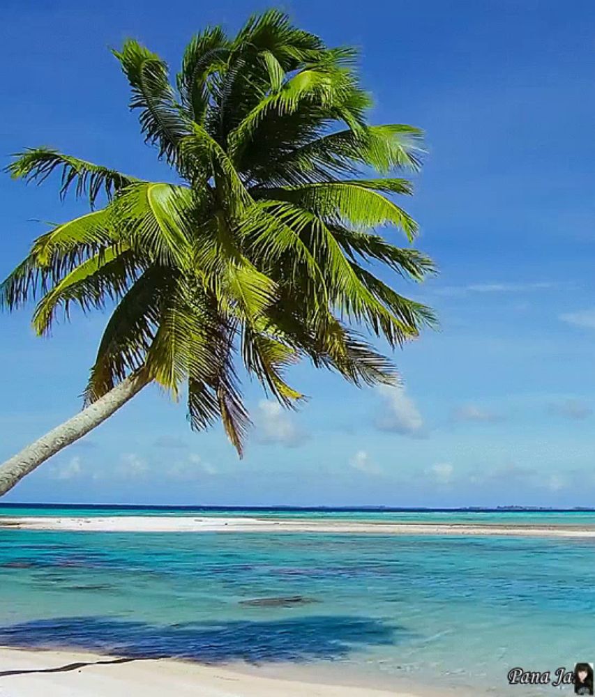 a picture of a palm tree on a beach with the words bana ja on the bottom