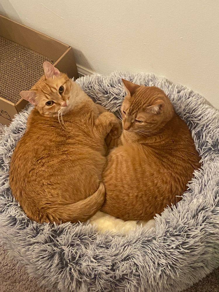 Two orange cats in a bed.