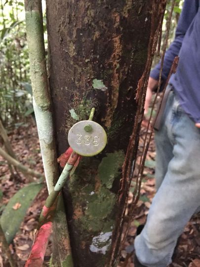 picture of tagged tree of Eschweilera coriacea
