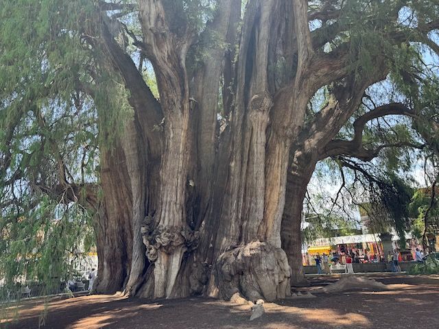cypress tree with 30 foot diameter trunk