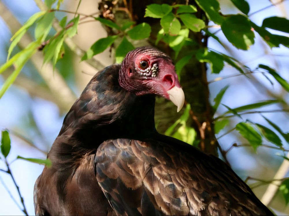 A turkey vulture strikes a pose, looking over its shoulder at the camera with its distinctive red head wrinkles prominently displayed.