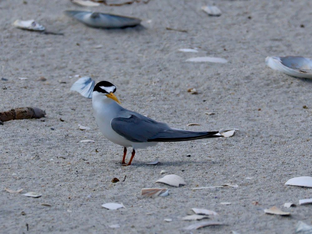A least tern stands amongst sea shells near its nest.