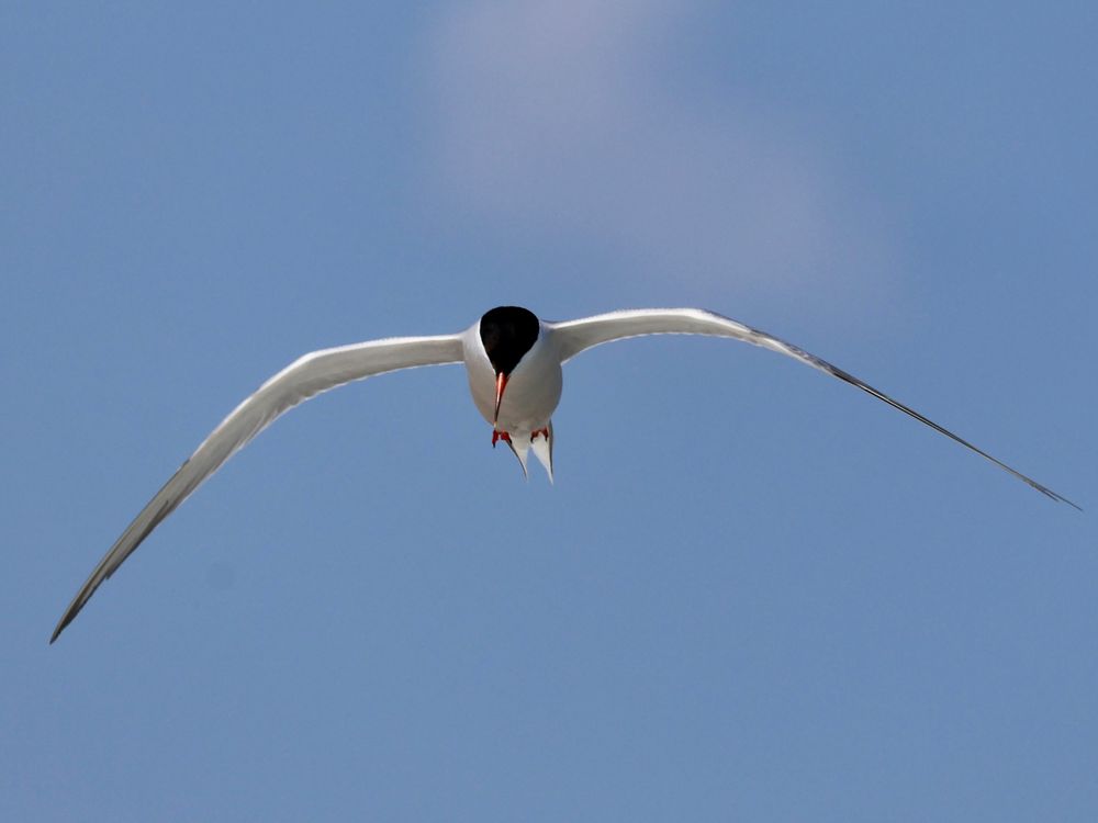A common tern hovers over the water looking for fish