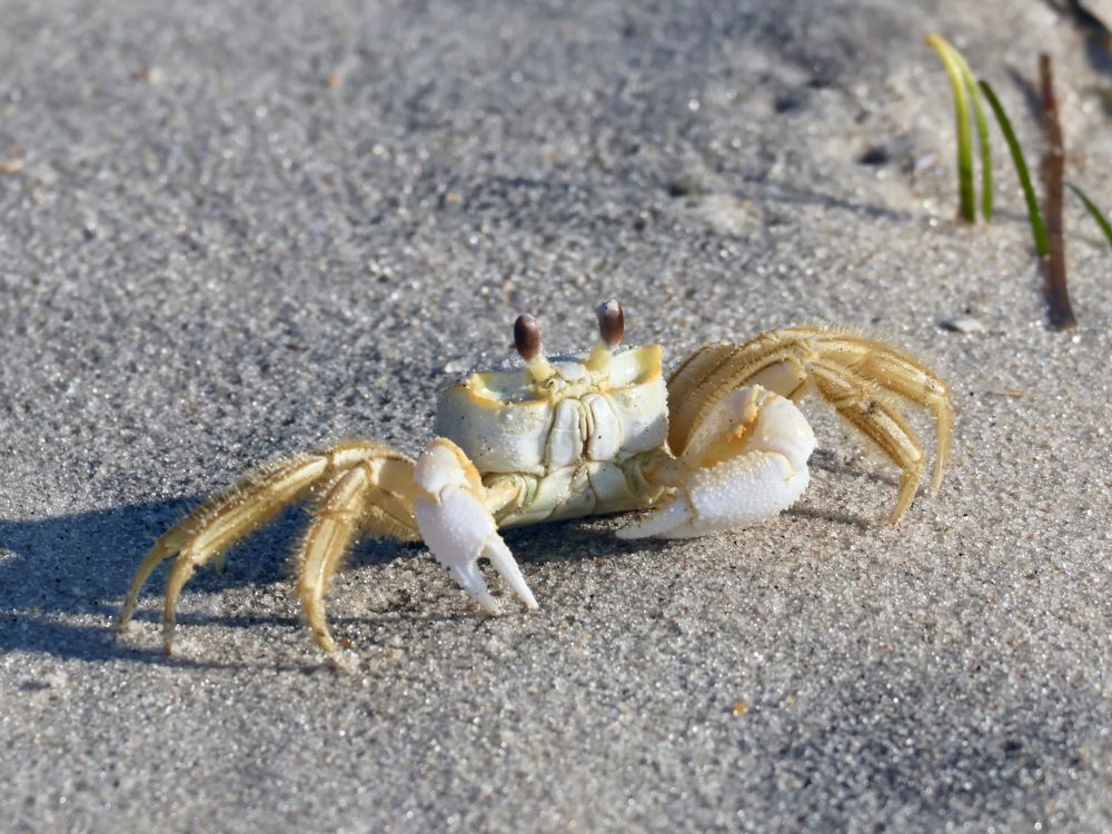 A ghost crab sits on the sand wearily watching the photographer after it was startled out of its burrow.