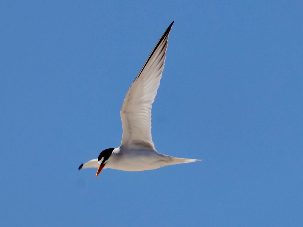 A least tern soars above looking for fish in the water.